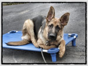 Haysi Dog Training