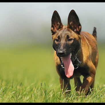 Watson the Belgian Malinois