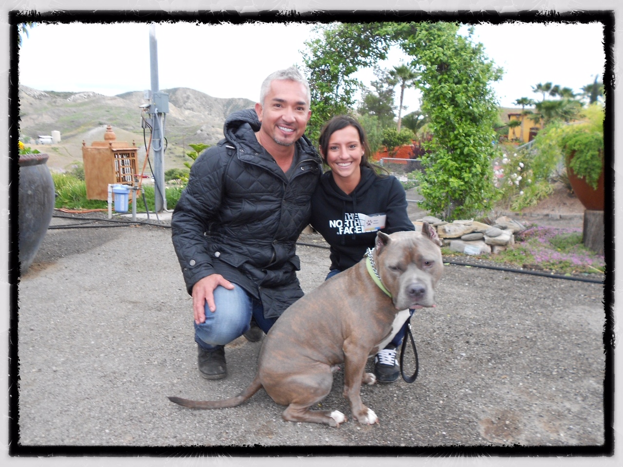 obedience school for pit bulls near me